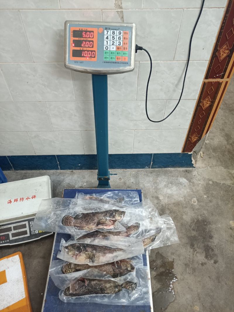 二去珍珠龙胆斑海南石斑鱼基地直供南海石斑鱼批发商家
