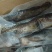 二去珍珠龙胆斑海南石斑鱼基地直供南海石斑鱼批发商家