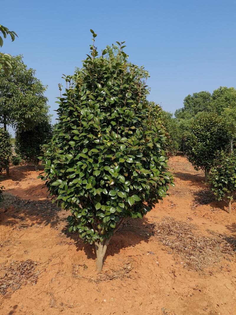 精品茶花树8公分茶花产地价格质量保证信誉第一