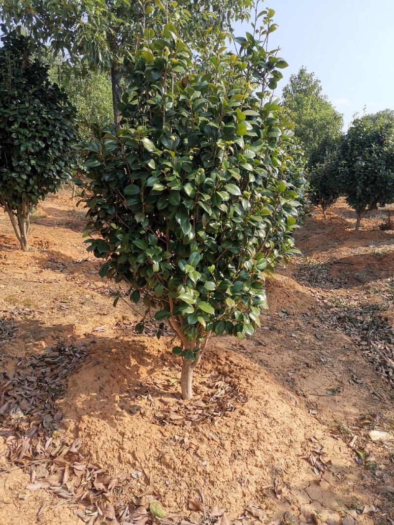 精品茶花树8公分茶花产地价格质量保证信誉第一