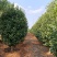 精品茶花树8公分茶花产地价格质量保证信誉第一