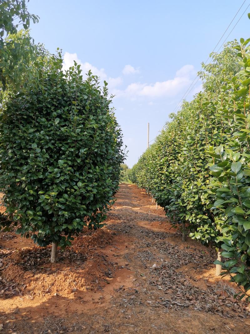 精品茶花树8公分茶花产地价格质量保证信誉第一
