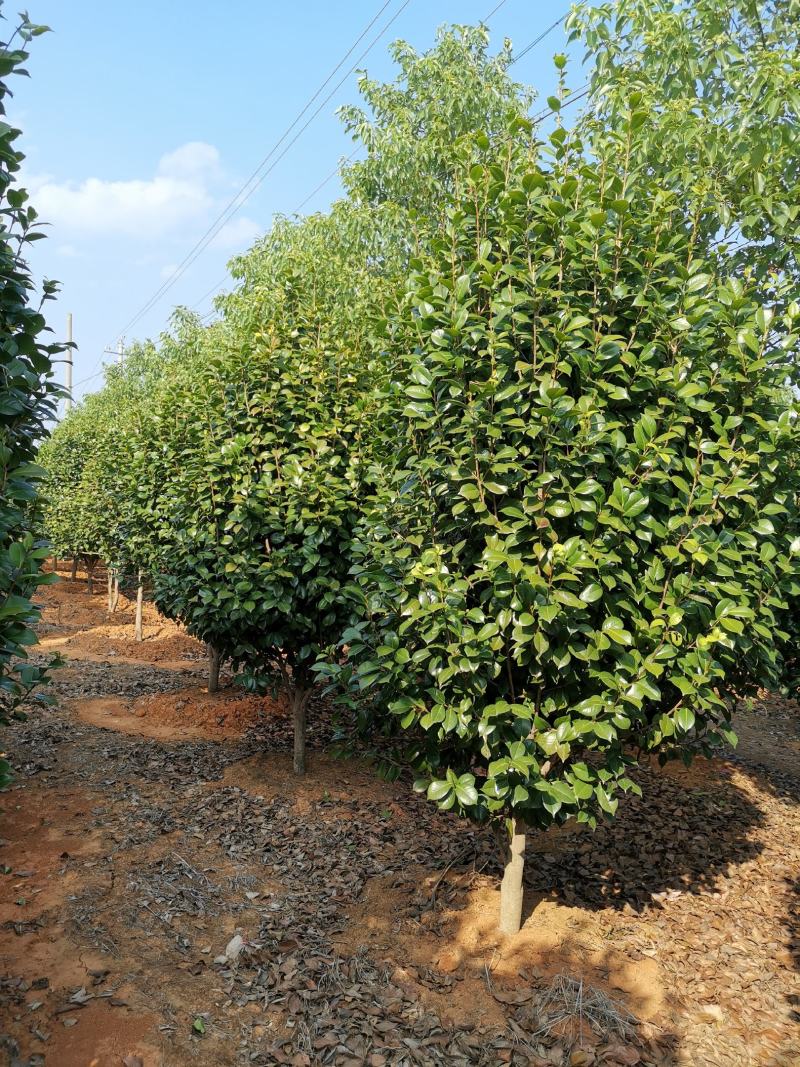 精品茶花树8公分茶花产地价格质量保证信誉第一