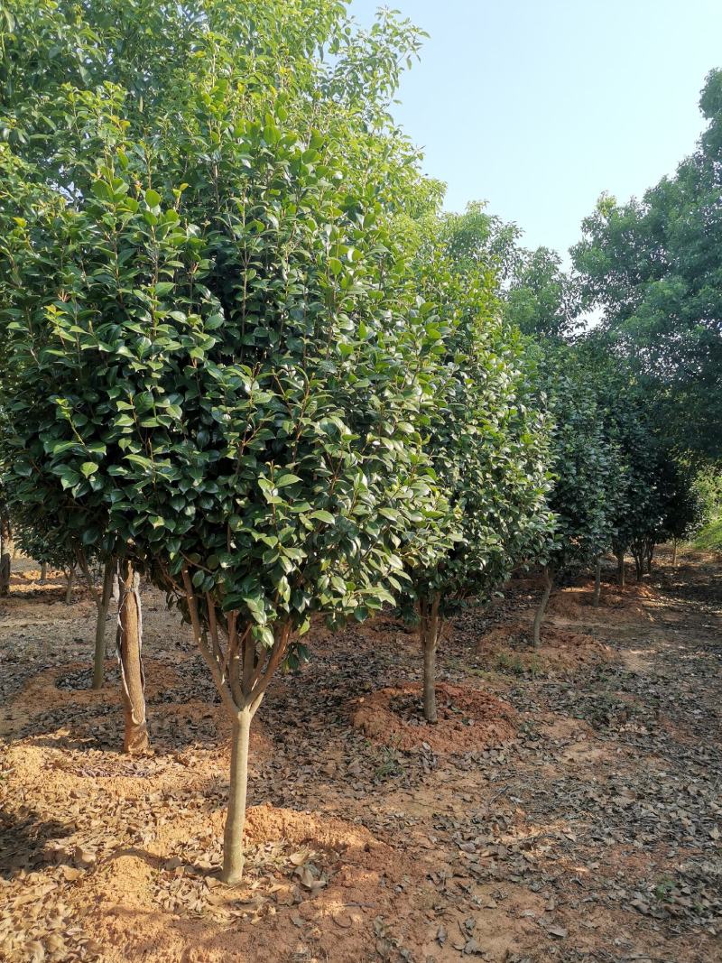 精品茶花树8公分茶花产地价格质量保证信誉第一