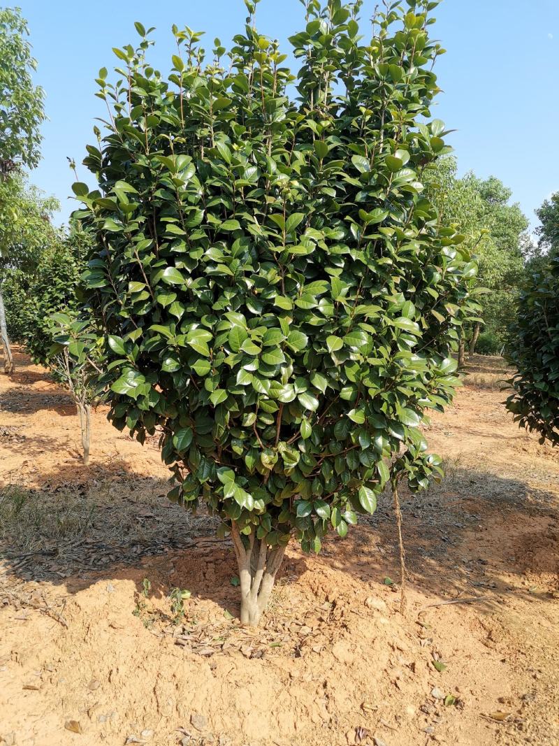 精品茶花树8公分茶花产地价格质量保证信誉第一