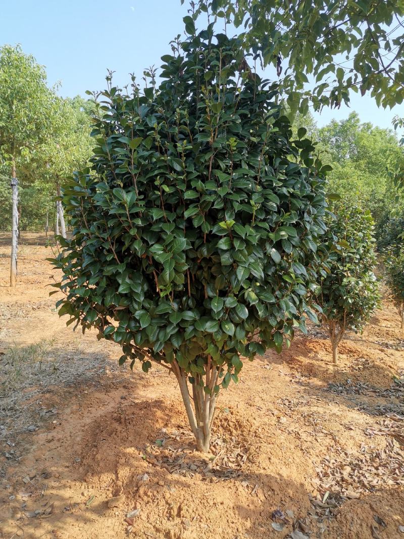 精品茶花树8公分茶花产地价格质量保证信誉第一