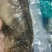 二去珍珠龙胆斑海南石斑鱼基地直供南海石斑鱼批发商家