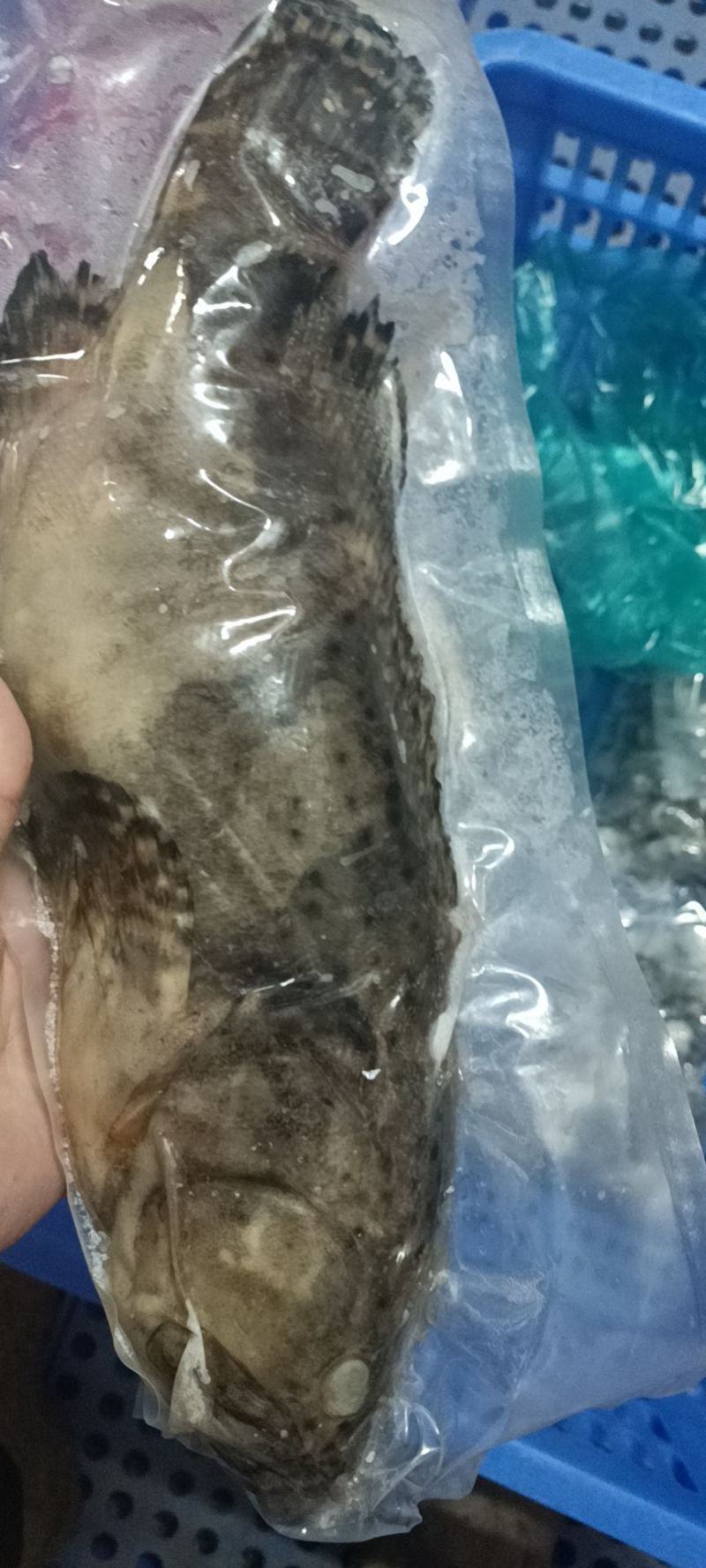 二去珍珠龙胆斑海南石斑鱼基地直供南海石斑鱼批发商家