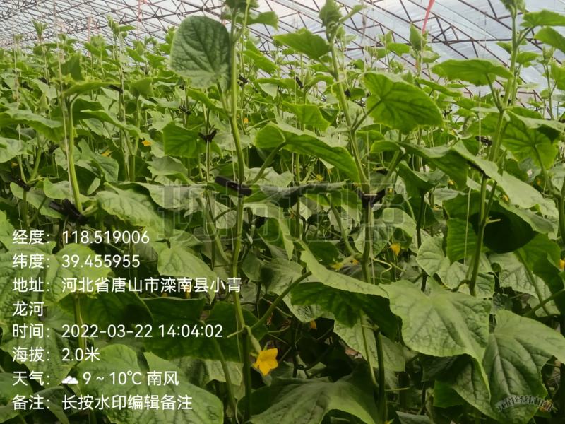 唐山滦南县精品大刺黄瓜