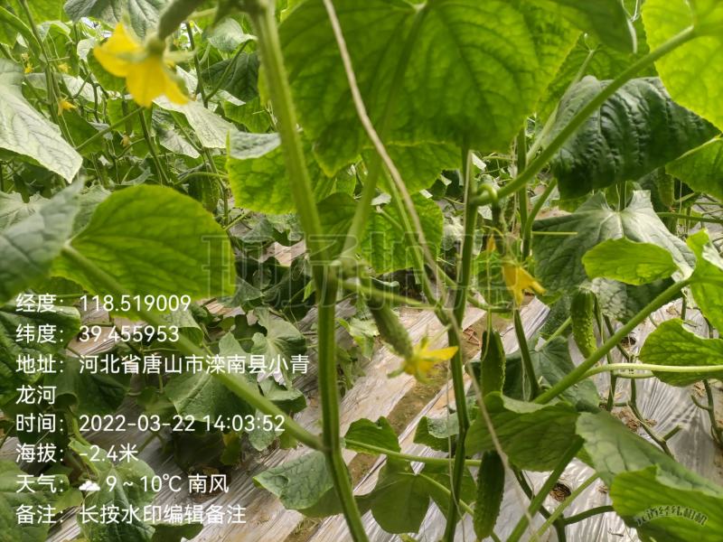 唐山滦南县精品大刺黄瓜