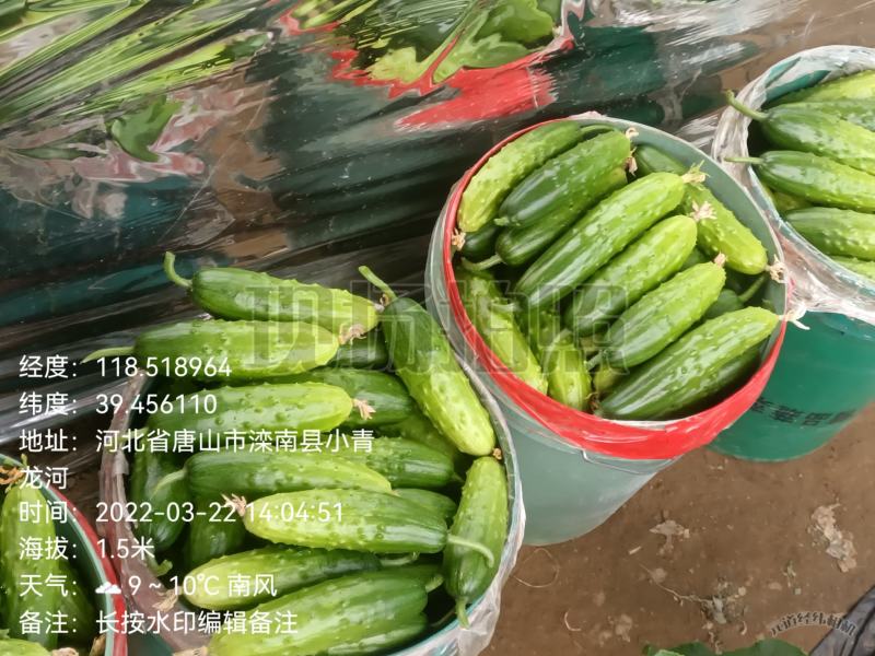 唐山滦南县精品大刺黄瓜