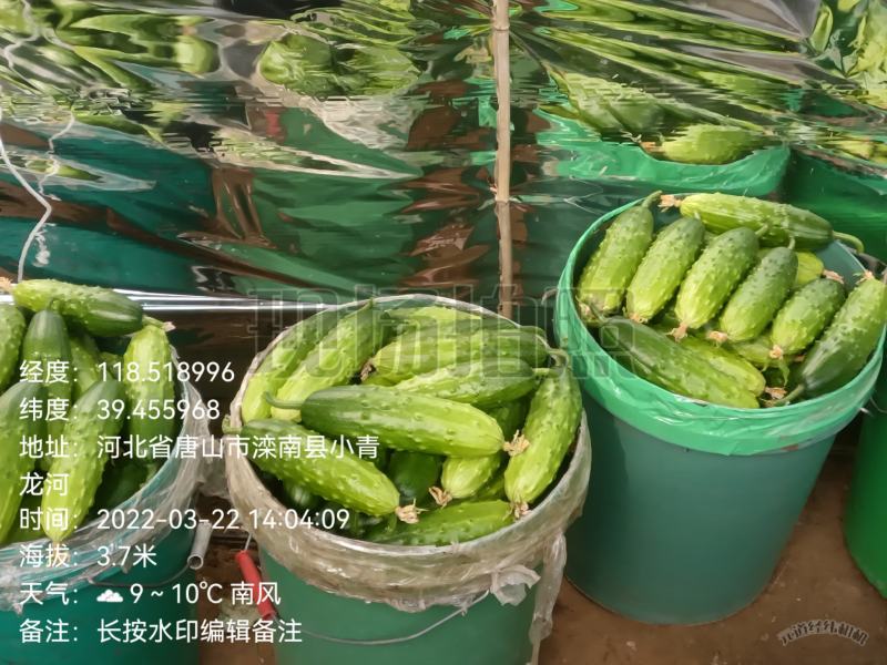 唐山滦南县精品大刺黄瓜