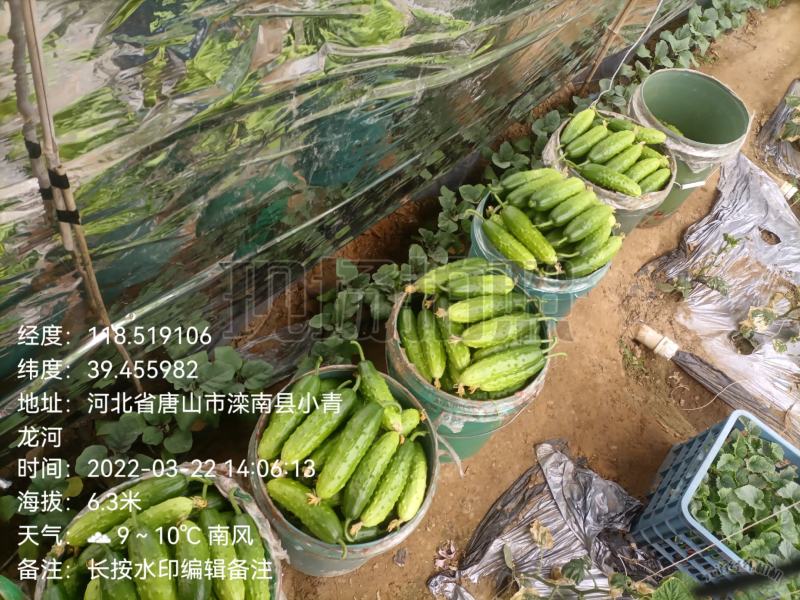 唐山滦南县精品大刺黄瓜
