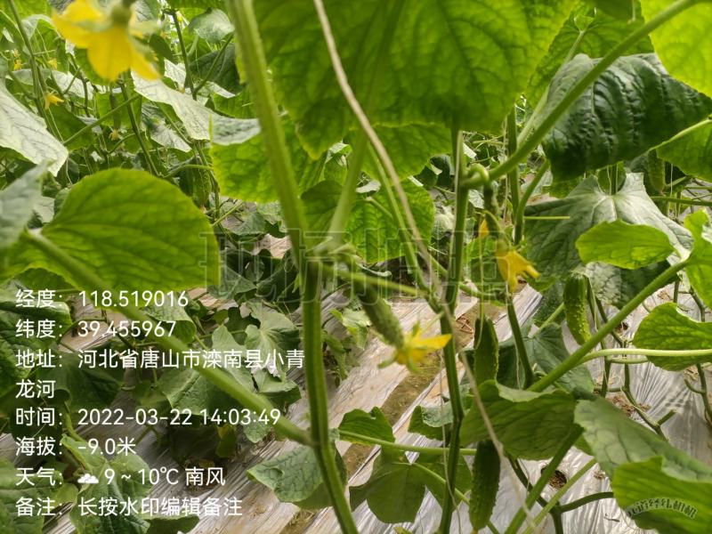 唐山滦南县精品大刺黄瓜