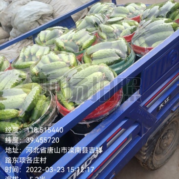 唐山滦南县精品大刺黄瓜