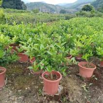 广东香水柠檬树苗