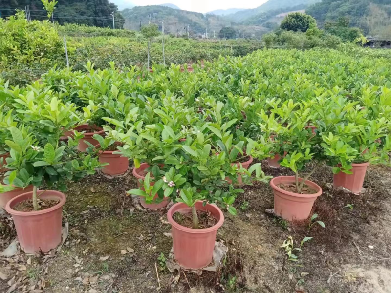 广东香水柠檬树苗