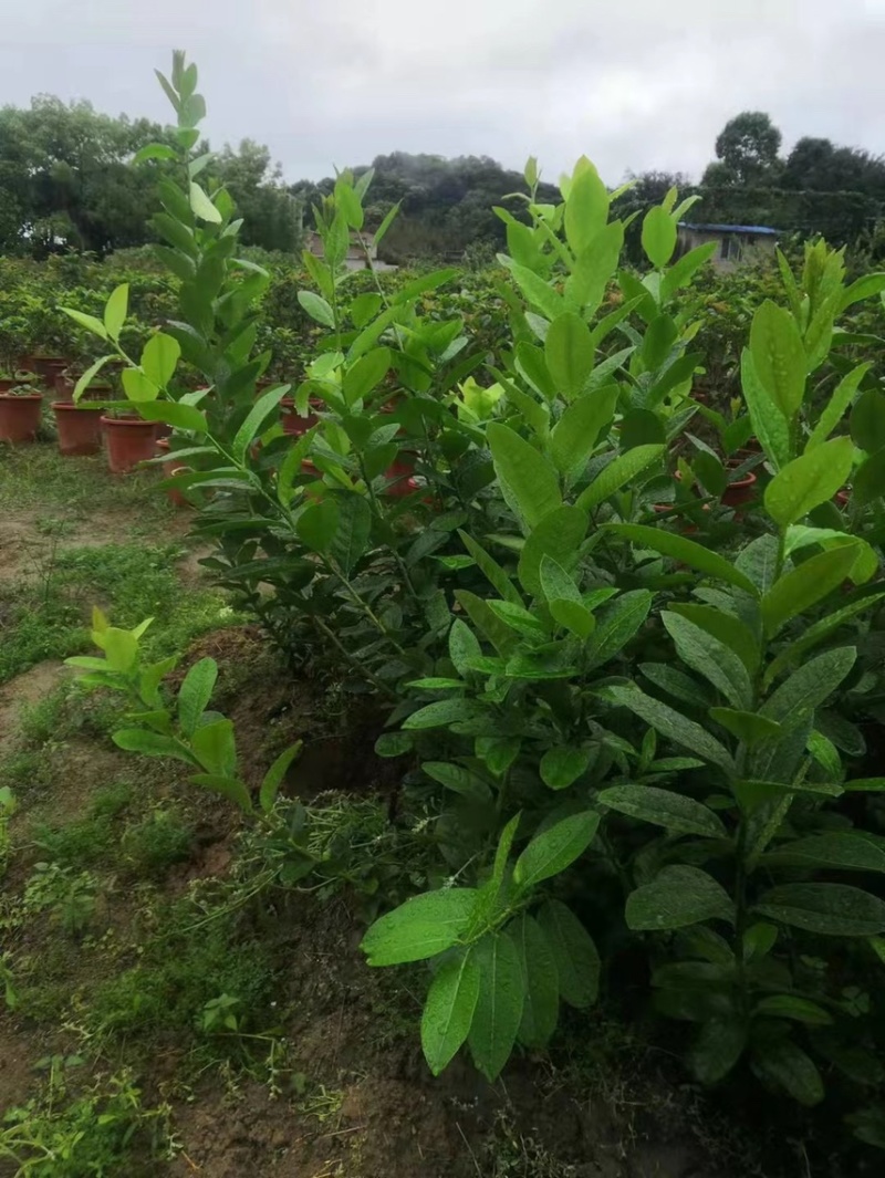 广东香水柠檬树苗