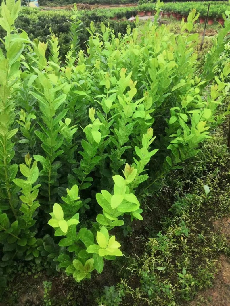 广东香水柠檬树苗