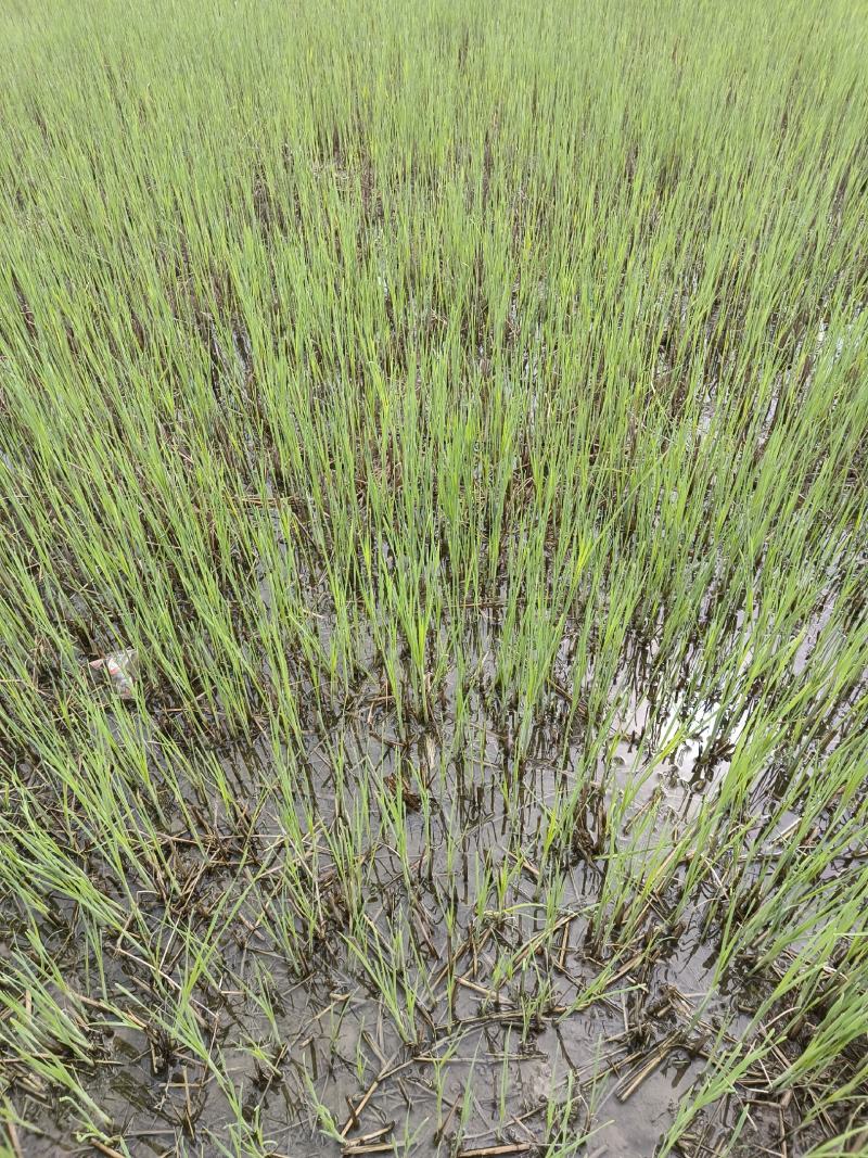 基地直发香蒲，质优价廉，欢迎大量采购可实地看货价格优惠