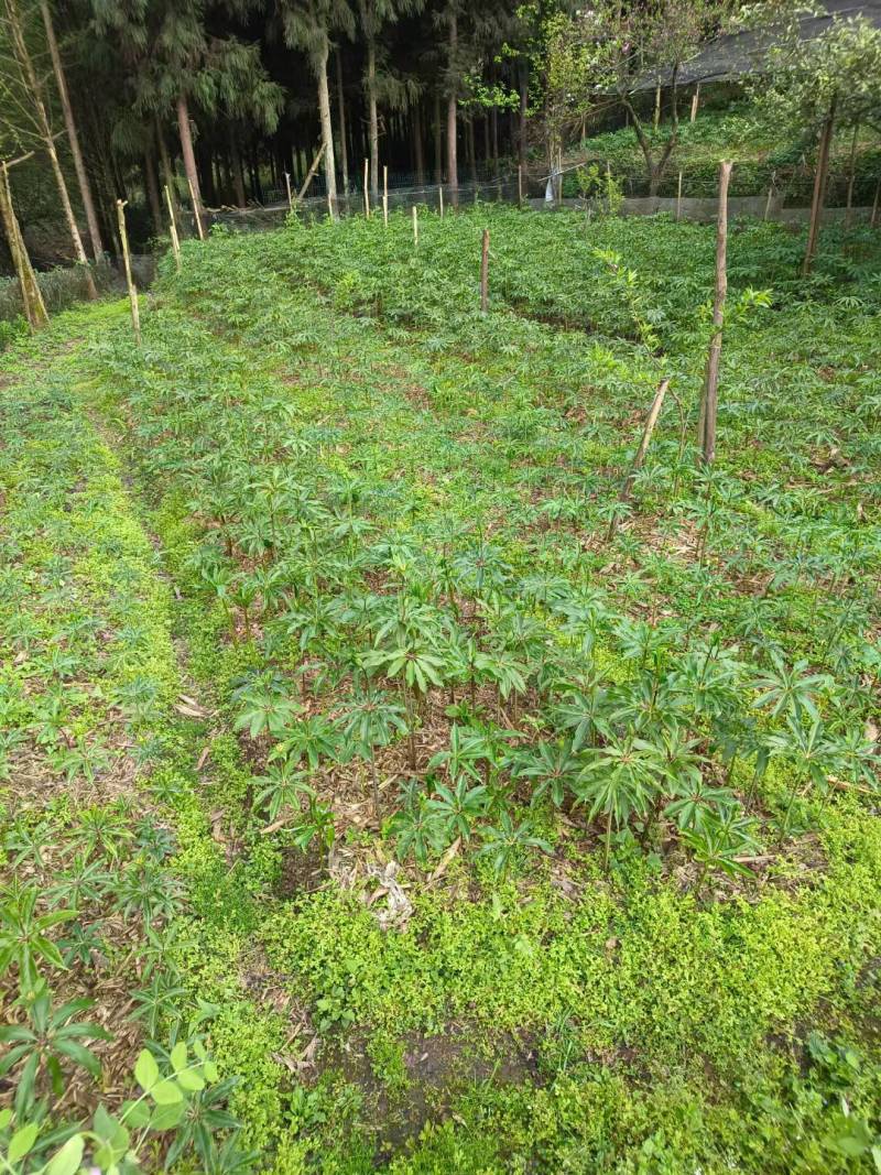 大量出售优质粉重楼苗，2年苗，易栽易活需要的联系我！