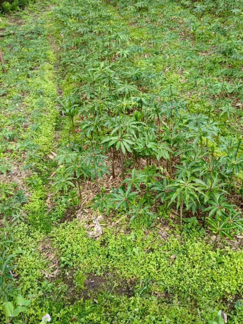 大量出售优质粉重楼苗，2年苗，易栽易活需要的联系我！