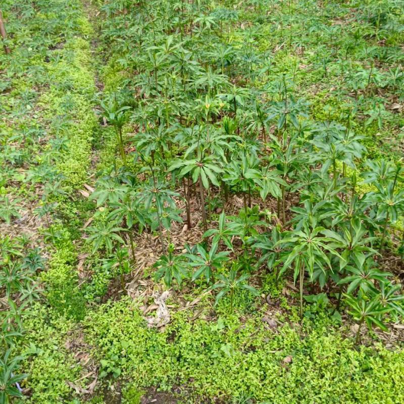 大量出售优质粉重楼苗，2年苗，易栽易活需要的联系我！