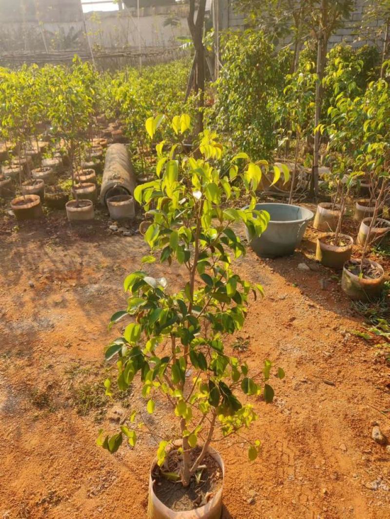 垂叶榕（柱形状）山水宝地的不二之选绿化苗木