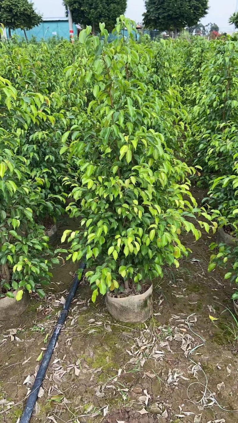 垂叶榕（柱形状）山水宝地的不二之选绿化苗木