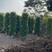 垂叶榕（柱形状）山水宝地的不二之选绿化苗木