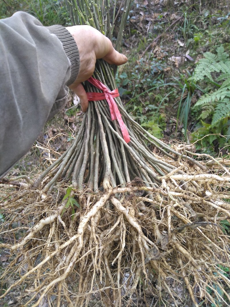 黄花倒水莲，林下种植好品种。