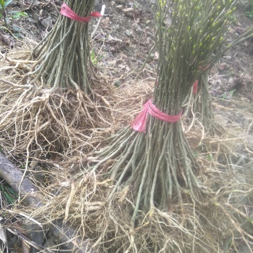 黄花倒水莲，林下种植好品种。