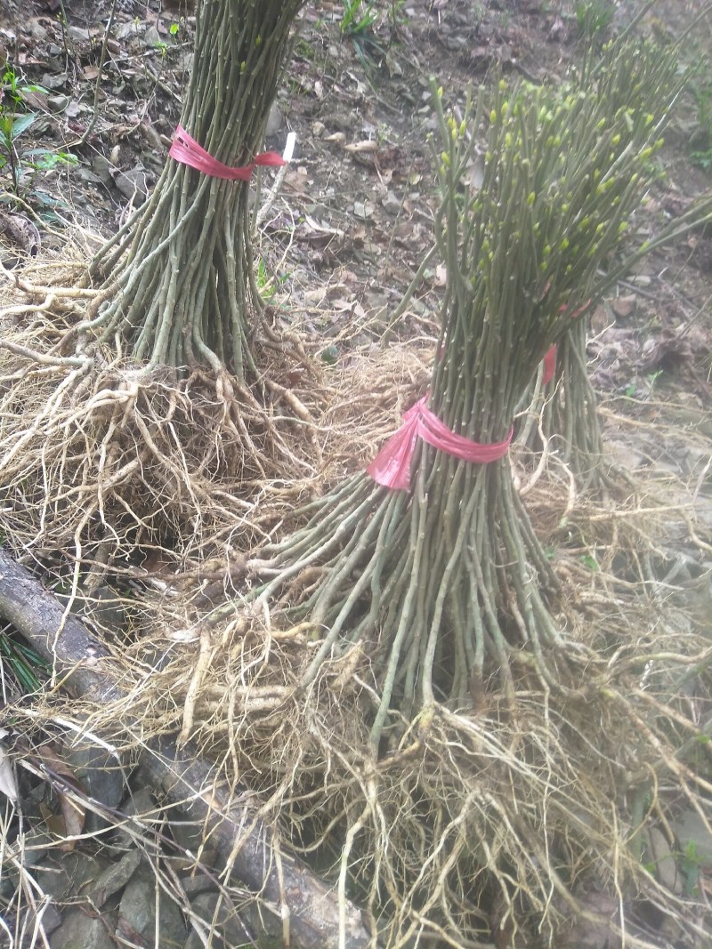 黄花倒水莲，林下种植好品种。
