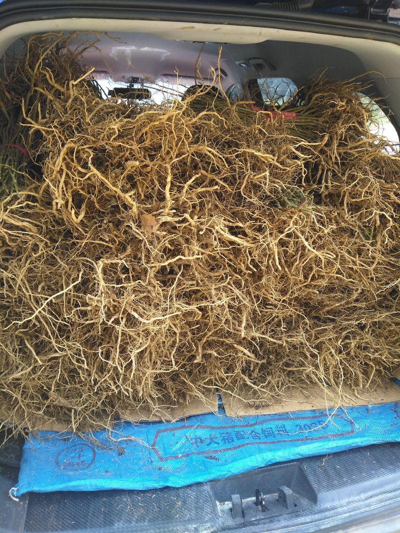 黄花倒水莲，林下种植好品种。
