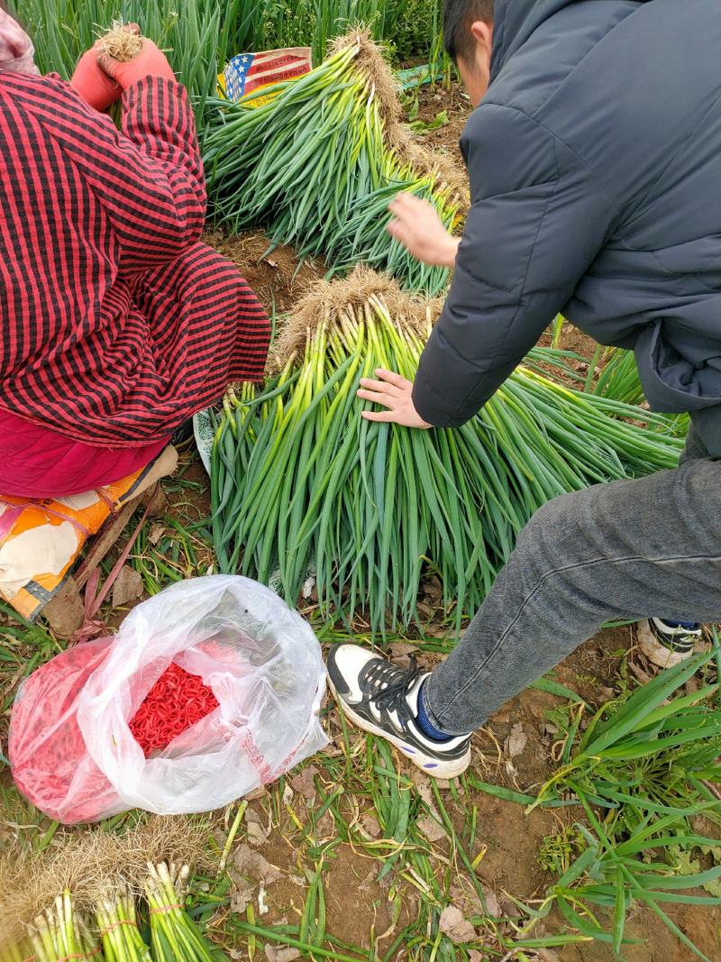 小葱上市，净葱，毛葱都可以，大量上市，需要的联系。