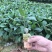 五指毛桃苗1000万现苗种植包回收长年供应大量收购