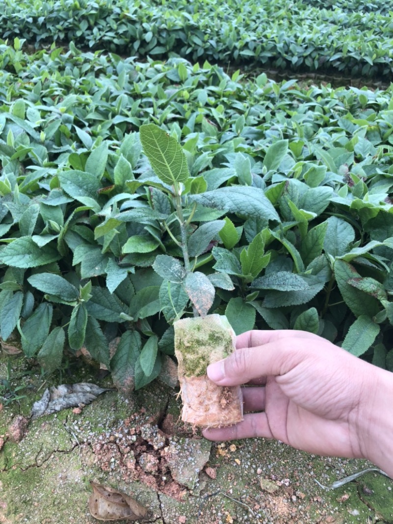 五指毛桃苗1000万现苗种植包回收长年供应大量收购