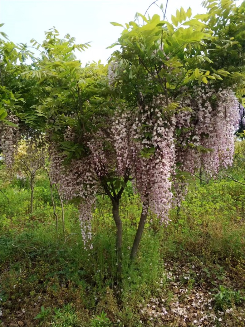 一批丰花紫藤，和日本几个好品种低价出售退地，手慢无