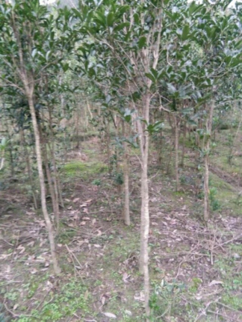 杨树苗