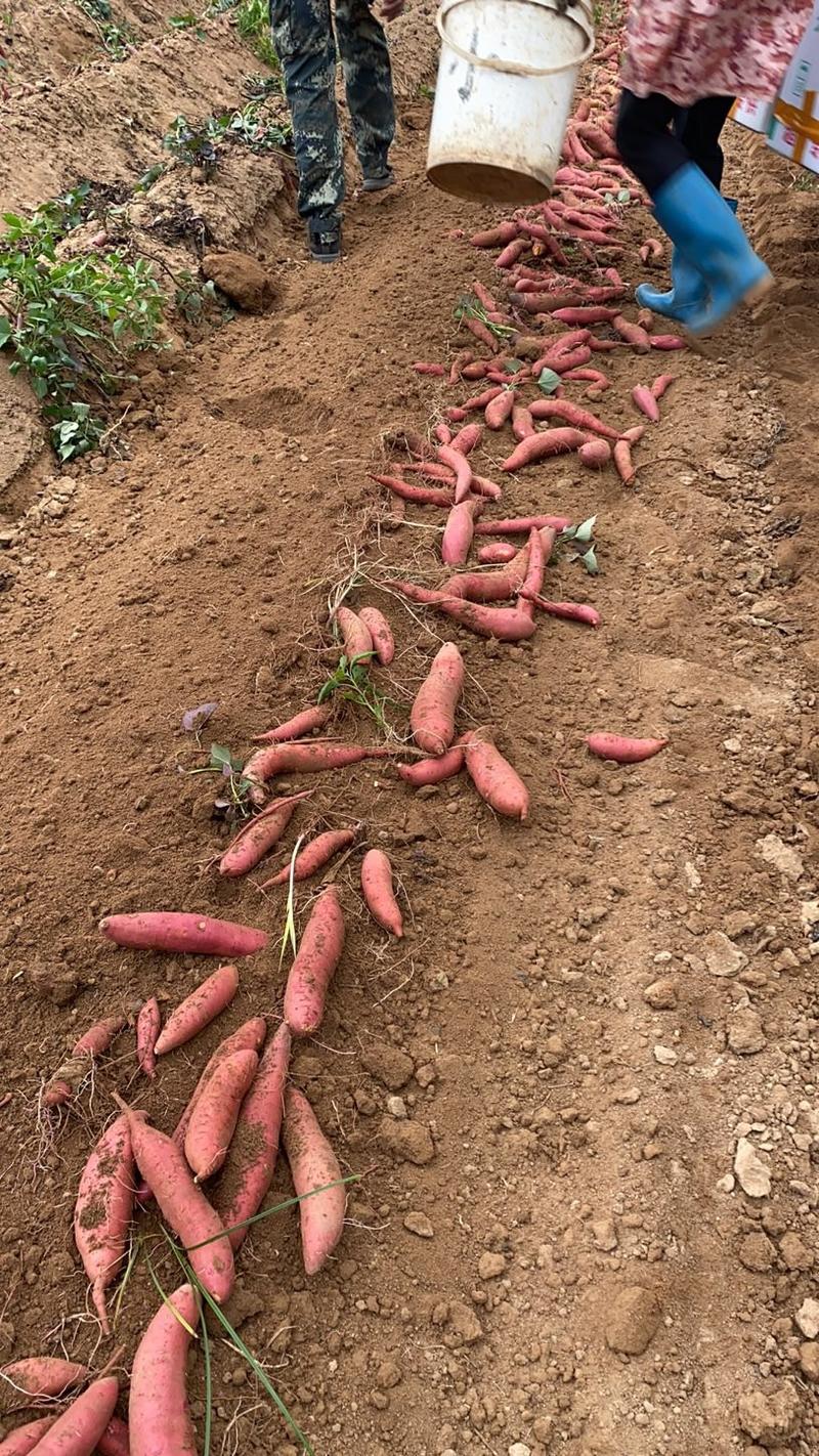 产地西瓜红市场货，几百亩一天一个挂