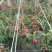 中油油桃，