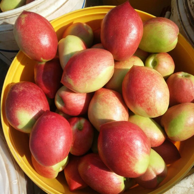 中油油桃，