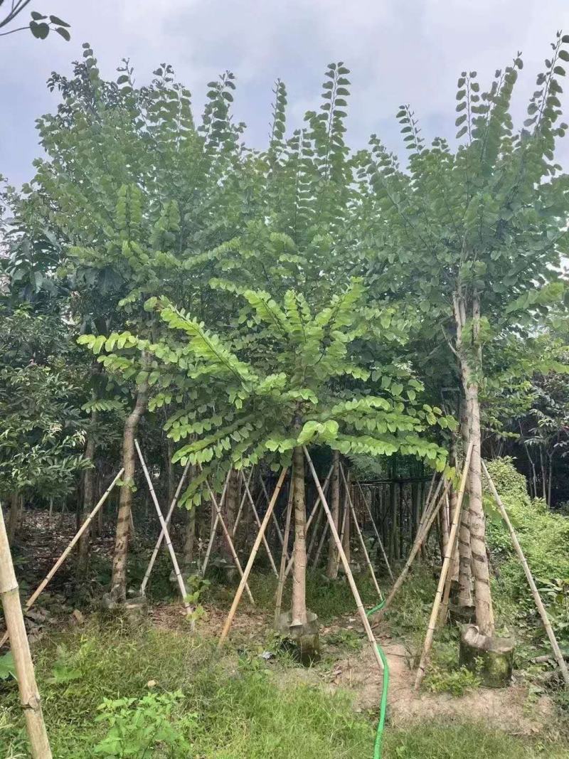 宫粉紫荆（开粉红花）小区工程，市政场规的重点乔木