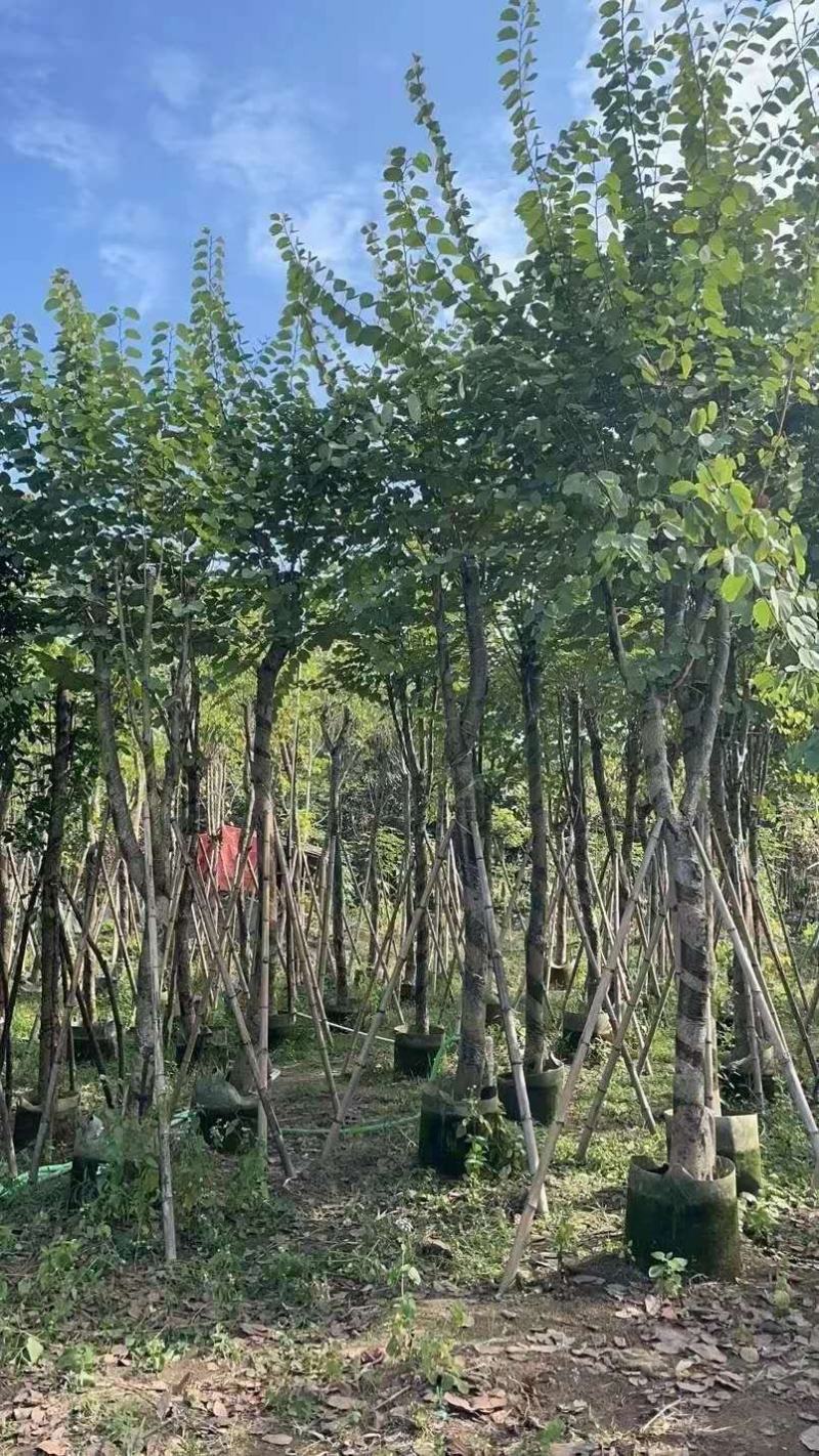 宫粉紫荆（开粉红花）小区工程，市政场规的重点乔木