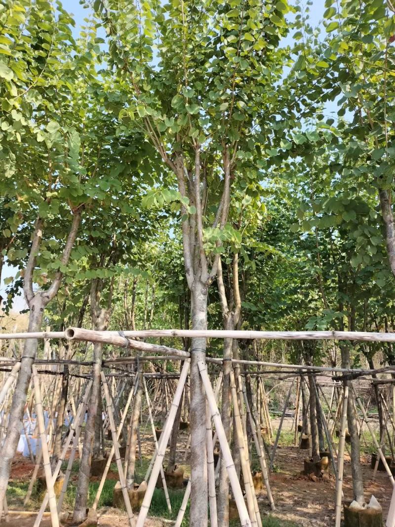 宫粉紫荆（开粉红花）小区工程，市政场规的重点乔木