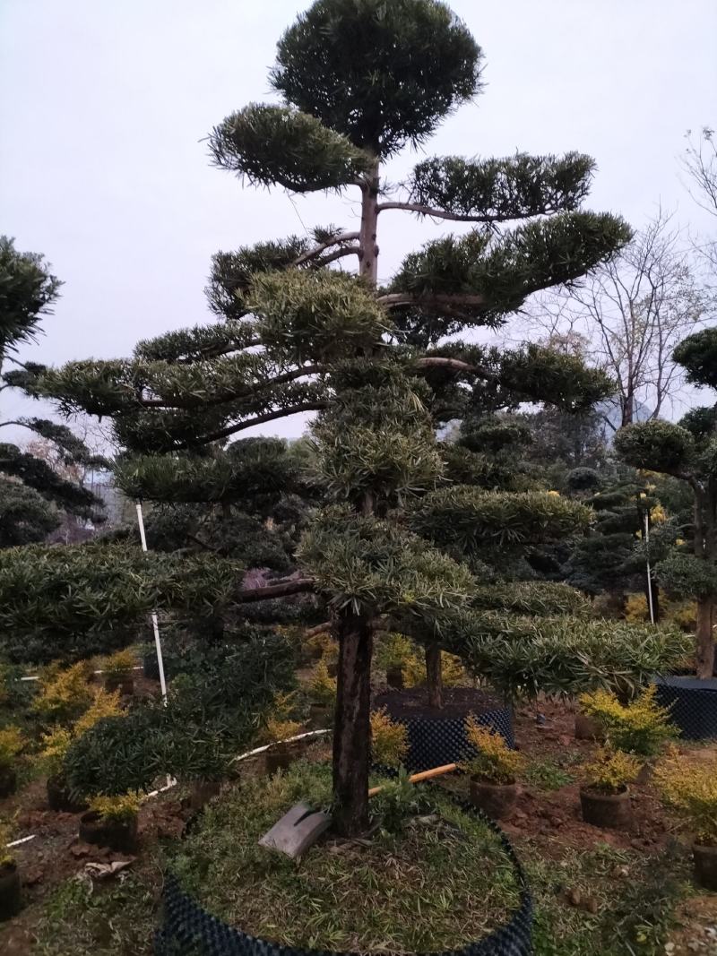 广西桂林罗汉松苗供应，罗汉松小苗批发