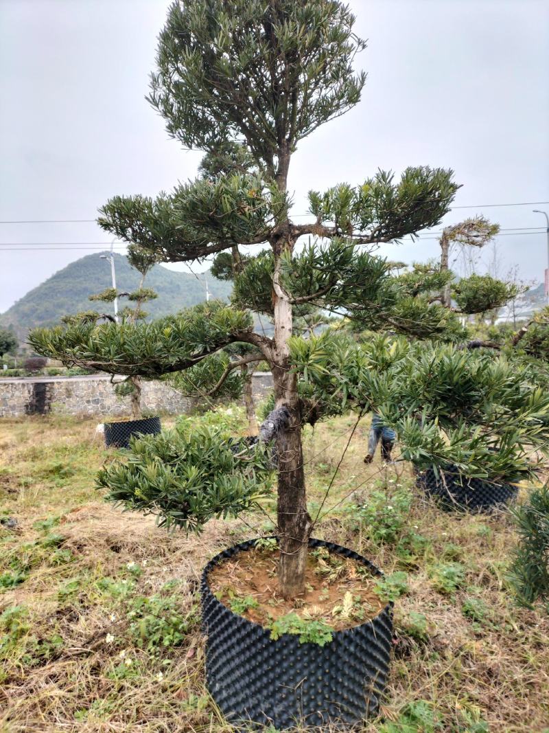 广西桂林罗汉松苗供应，罗汉松小苗批发