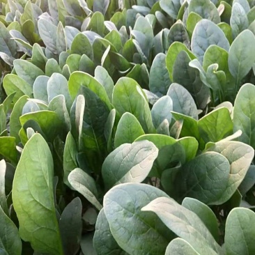 山东省单县菠菜，大量供应，大叶菠菜，小叶菠菜，代发全国，