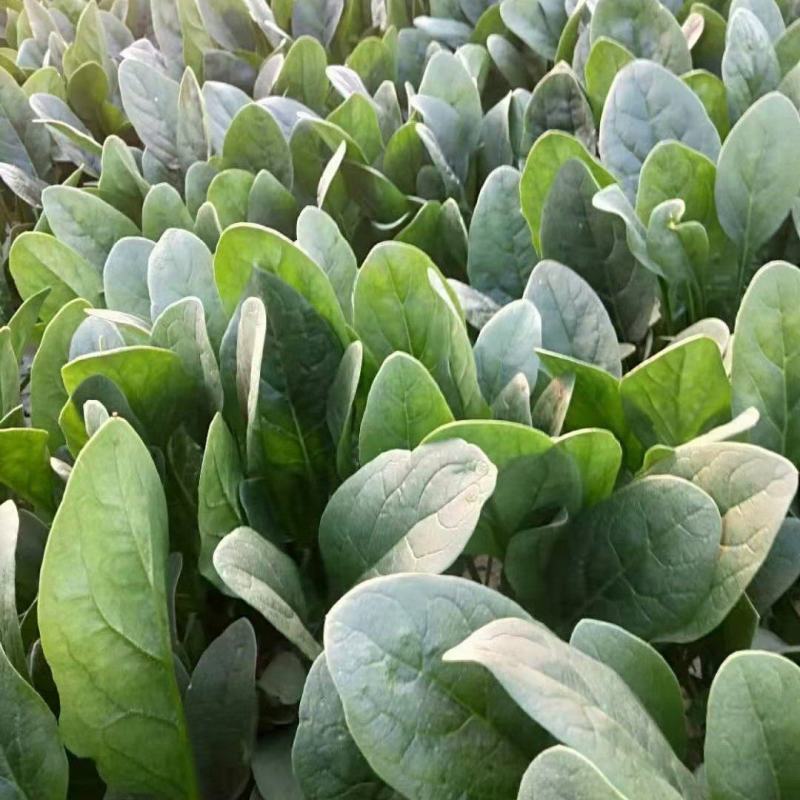 山东省单县菠菜，大量供应，大叶菠菜，小叶菠菜，代发全国，