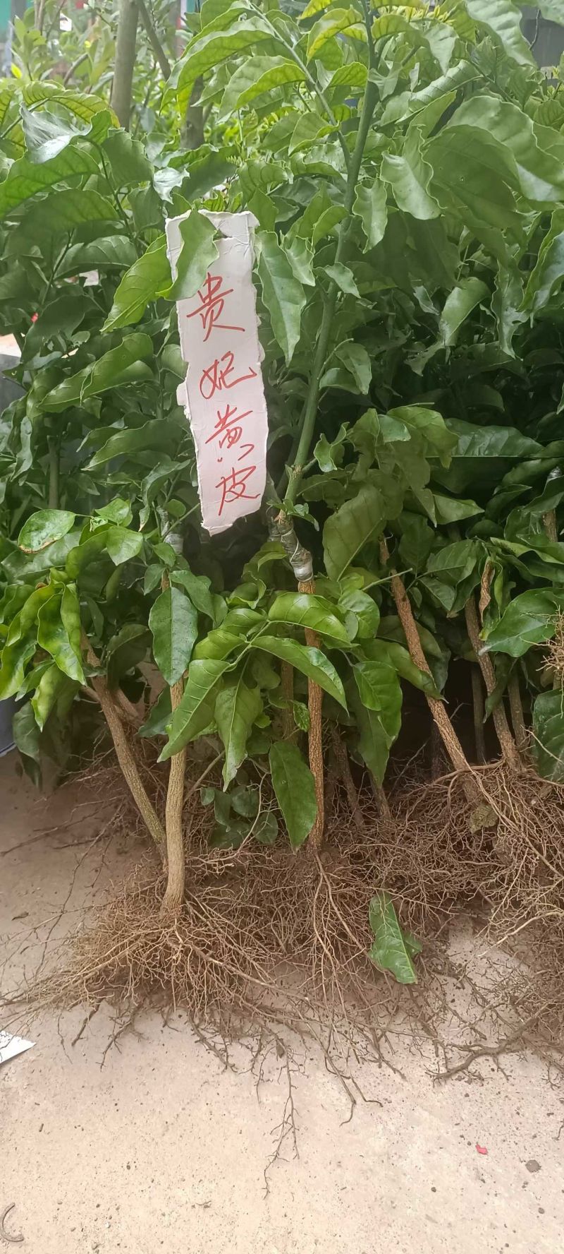 贵妃金蛋贵妃黄皮果黄皮果苗品种纯正基地直发